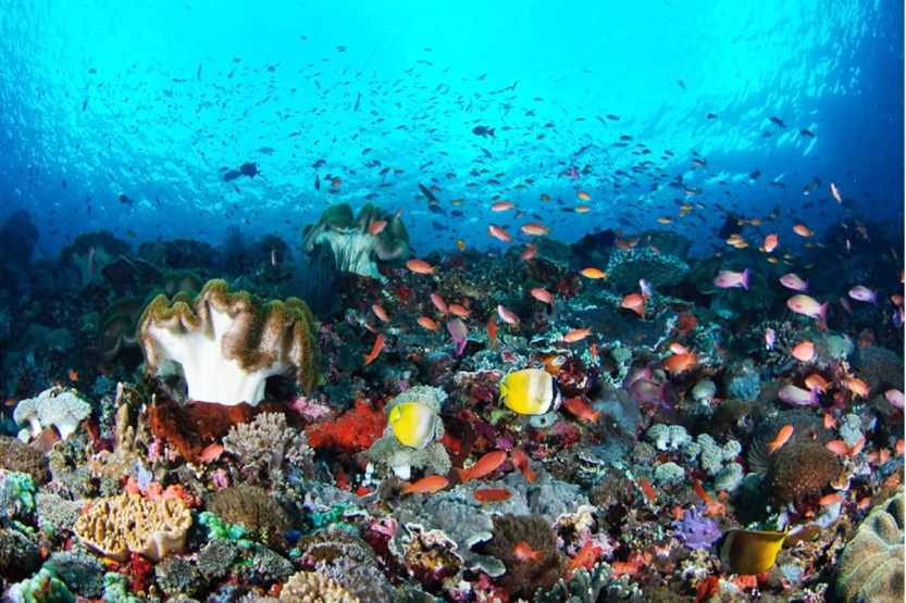 Nusa Penida Snorkeling Tour